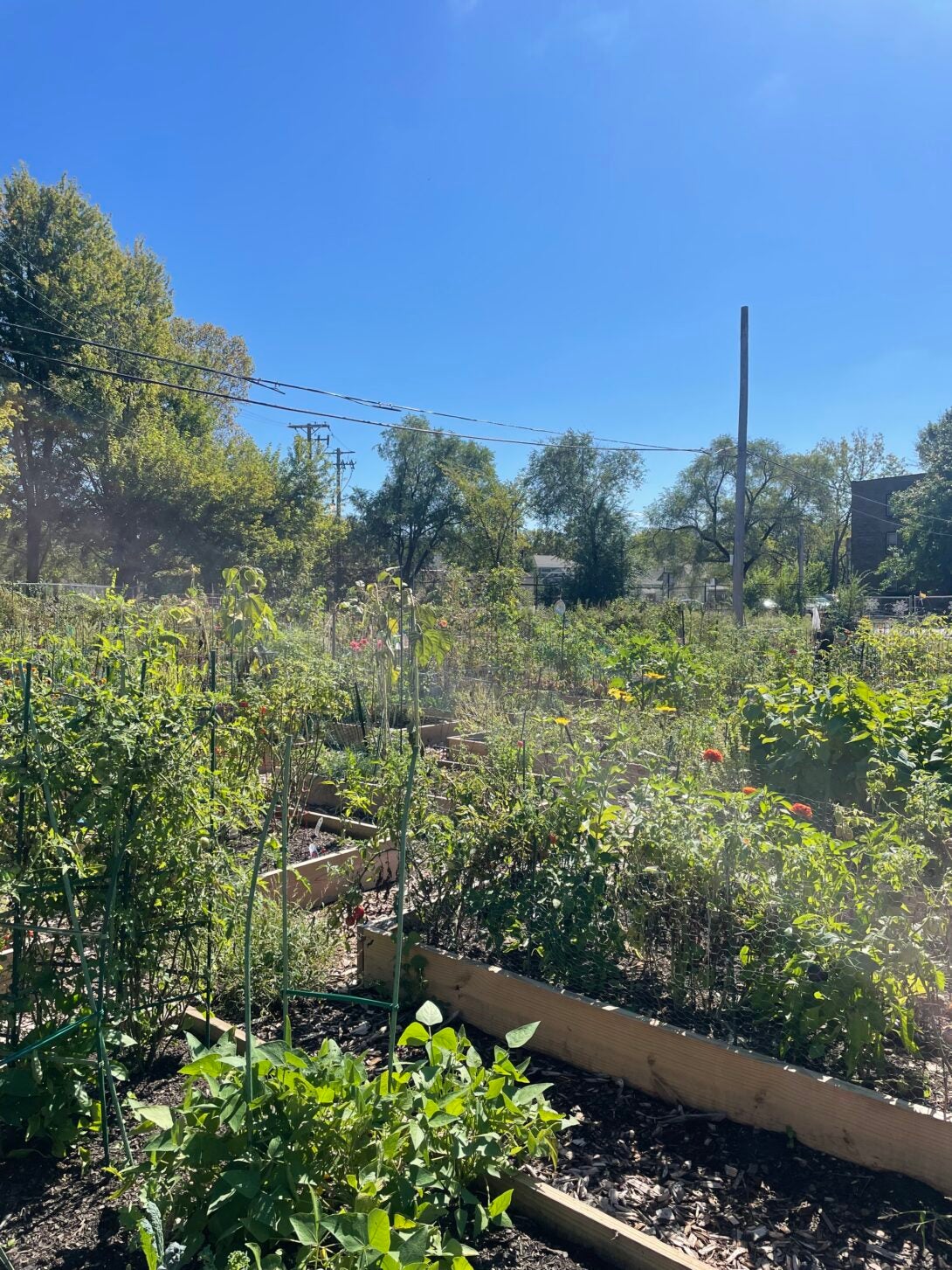 Plots of farming space filled with greens and produce